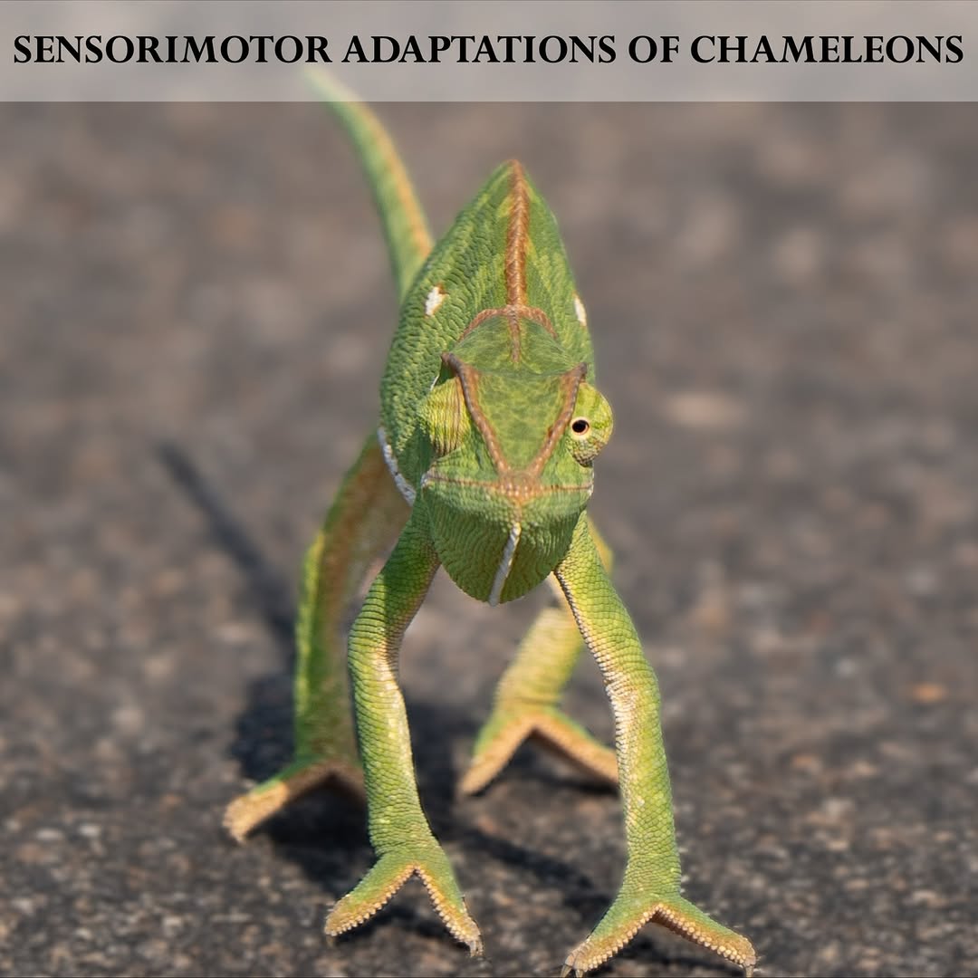 CarlVet Wildlife — chameleon