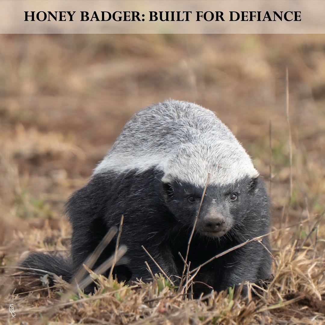 CarlVet Wildlife — honey badger