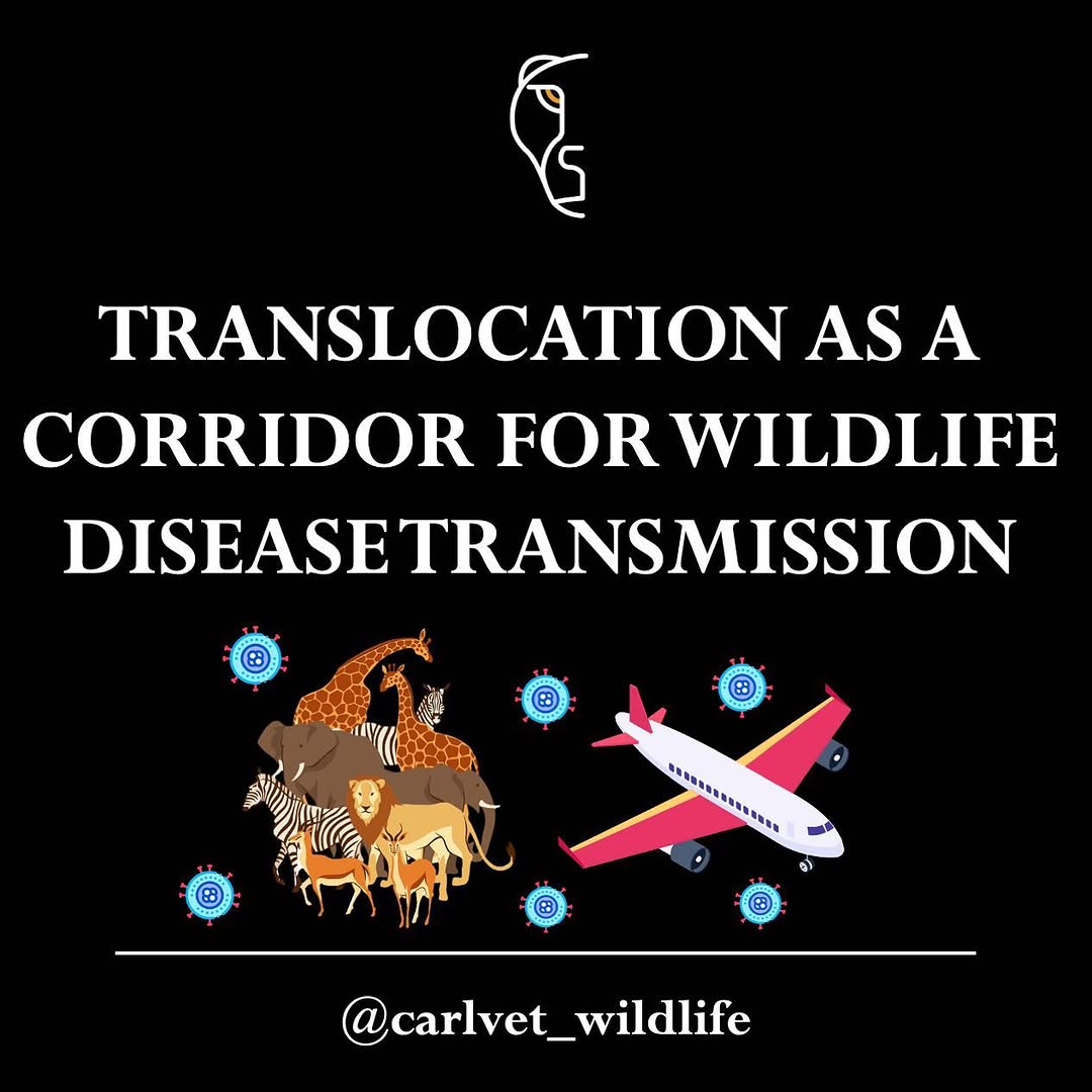 CarlVet Wildlife — African wildlife