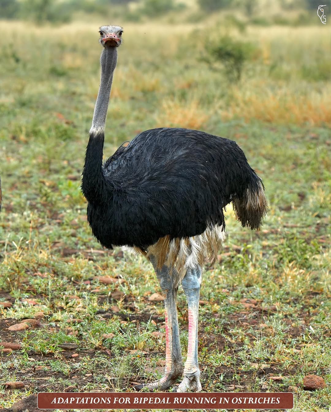 CarlVet Wildlife — ostrich