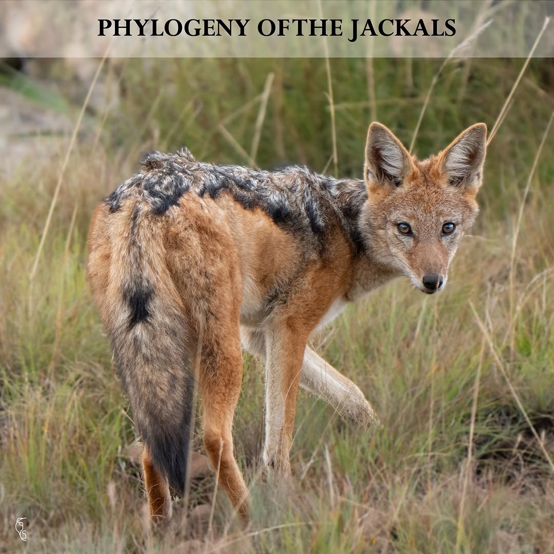 CarlVet Wildlife — canids