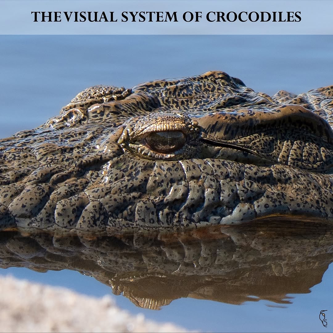 CarlVet Wildlife — crocodile