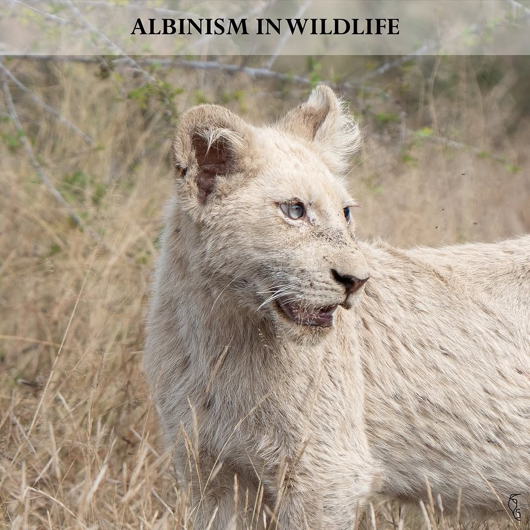 CarlVet Wildlife — albinism in wildlife