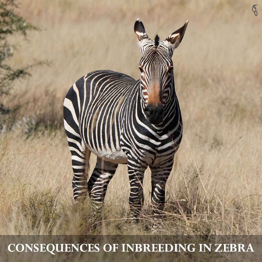 CarlVet Wildlife — zebra